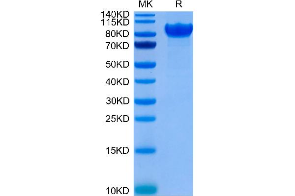 LILRB1 Protein (Fc Tag)