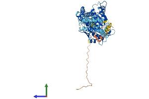 AlphaFold protein structure predicition of Human Recombinant ATL1 Protein, UniprotID Q8WXF7