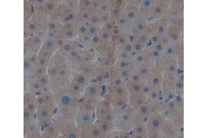 Used in DAB staining on fromalin fixed paraffin- embedded liver tissue (AVPI1 抗体)