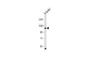 Anti-ATP1A4 Antibody (N-Term) at 1:2000 dilution + Human brain lysate Lysates/proteins at 20 μg per lane. (ATP1A4 抗体  (AA 12-46))