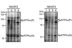 Western Blotting (WB) image for anti-Activating Transcription Factor 6 (ATF6) (N-Term) antibody (ABIN2451923) (ATF6 抗体  (N-Term))