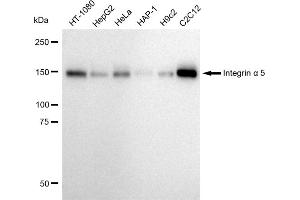 Western blotting analysis using Integrin alpha 5 antibody (ABIN7799076). (Recombinant ITGA5 抗体)
