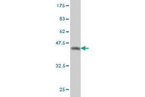 Western Blot detection against Immunogen (36.
