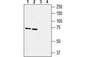 Western Blotting (WB) image for anti-Solute Carrier Family 41, Member 2 (SLC41A2) (AA 78-91), (Extracellular) antibody (ABIN7043730)