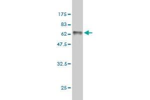 Western Blot detection against Immunogen (63. (RRAGB 抗体  (AA 1-346))