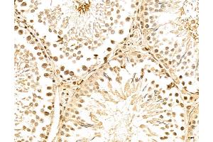 ABIN7094339 and ABIN7098386 at 1/100 staining Rat testis tissue by IHC-P. (LENG8 抗体  (Internal Region))