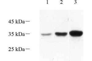 anti-Torsin Family 1, Member A (Torsin A) (TOR1A) antibody
