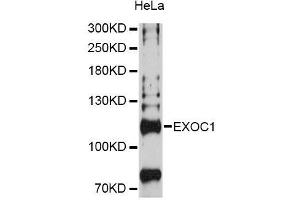 Western blot analysis of extracts of HeLa cells, using EXOC1 Antibody (ABIN5996713) at 1:3000 dilution. (EXOC1 抗体)