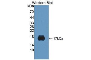 Western blot analysis of the recombinant protein. (SIGLEC10 抗体)