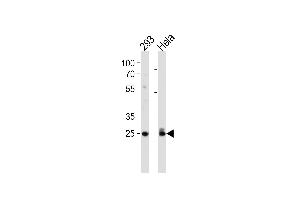 Cdk2 Antibody (T14) (ABIN1881192 and ABIN2841623) western blot analysis in 293,Hela cell line lysates (35 μg/lane). (CDK2 抗体  (AA 1-30))