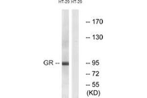 Western blot analysis of extracts from HT-29 cells, treated with PMA 125ng/ml 30', using GR (Ab-211) Antibody. (GR (AA 181-230) 抗体)