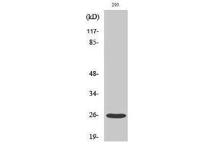 Western Blotting (WB) image for anti-Tetraspanin 8 (TSPAN8) (Internal Region) antibody (ABIN3177680) (Tspan-8 抗体  (Internal Region))