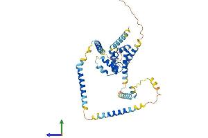 AlphaFold protein structure predicition of Mouse Recombinant Haus7 Protein, UniprotID Q8BKT8