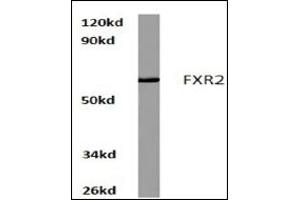 Image no. 1 for anti-Fragile X Mental Retardation, Autosomal Homolog 2 (FXR2) antibody (ABIN272201) (FXR2 抗体)