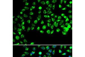 Immunofluorescence analysis of A549 cells using C16orf80 Polyclonal Antibody (C16orf80 抗体)