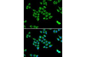 Immunofluorescence (IF) image for anti-PC antibody (ABIN1980317) (PC 抗体)