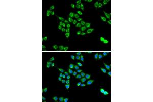 Immunofluorescence (IF) image for anti-PC antibody (ABIN1980317) (PC 抗体)