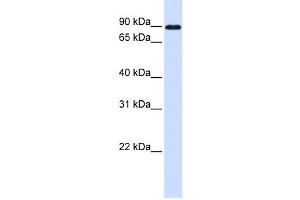 Western Blotting (WB) image for anti-Cadherin 24 (CDH24) antibody (ABIN2459331) (Cadherin 24 抗体)