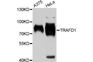 Western blot analysis of extracts of various cell lines, using TRAFD1 antibody. (TRAFD1 抗体)