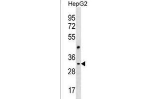 CEP170L Antibody (Center) (ABIN1537852 and ABIN2850210) western blot analysis in HepG2 cell line lysates (35 μg/lane). (CEP170P1 抗体  (AA 140-167))
