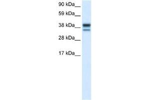 MAPK14 antibody (70R-10491) used at 0. (MAPK14 抗体  (C-Term))