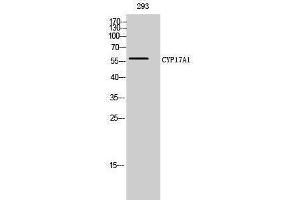 Western Blotting (WB) image for anti-Cytochrome P450, Family 17, Subfamily A, Polypeptide 1 (CYP17A1) (Internal Region) antibody (ABIN3184158) (CYP17A1 抗体  (Internal Region))