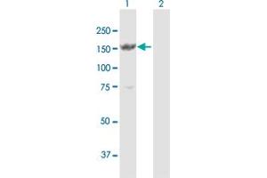 Western Blot analysis of MYBBP1A expression in transfected 293T cell line by MYBBP1A MaxPab polyclonal antibody. (MYBBP1A 抗体  (AA 1-1328))