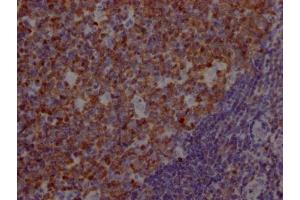 IHC image of ABIN7127370 diluted at 1:100 and staining in paraffin-embedded human tonsil tissue performed on a Leica BondTM system. (Recombinant POU2AF1 抗体)