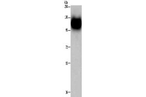 Western Blotting (WB) image for anti-Myelin Associated Glycoprotein (MAG) antibody (ABIN2421817) (MAG 抗体)