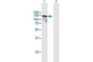 Western Blot analysis of BBX expression in transfected 293T cell line by BBX MaxPab polyclonal antibody. (BBX 抗体  (AA 1-911))