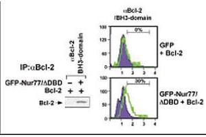 Image no. 1 for anti-B-Cell CLL/lymphoma 2 (BCL2) (BH3 Domain) antibody (ABIN356812)