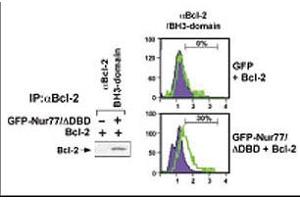 Image no. 1 for anti-B-Cell CLL/lymphoma 2 (BCL2) (BH3 Domain) antibody (ABIN356812) (Bcl-2 抗体  (BH3 Domain))