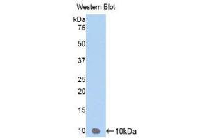 Western Blotting (WB) image for anti-Chemokine (C-X-C Motif) Ligand 3 (CXCL3) (AA 35-107) antibody (ABIN3206365) (CXCL3 抗体  (AA 35-107))