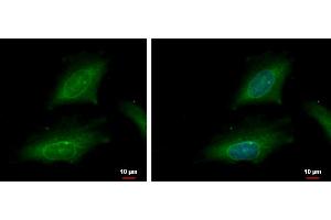 Immunofluorescence (IF) image for anti-Karyopherin alpha 2 (RAG Cohort 1, Importin alpha 1) (KPNA2) (C-Term) antibody (ABIN2856324)