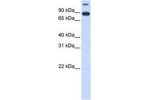 Image no. 1 for anti-Transmembrane Protein 48 (TMEM48) (AA 324-373) antibody (ABIN6740960) (TMEM48 抗体  (AA 324-373))