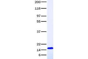 Validation with Western Blot (CCL28 蛋白)