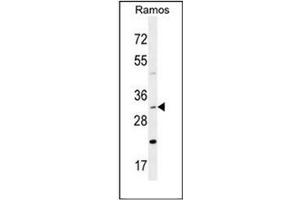 Western blot analysis of DNAJB13 Antibody (Center) in Ramos cell line lysates (35ug/lane). (DNAJB13 抗体  (Middle Region))