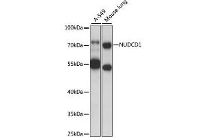 Western blot analysis of extracts of various cell lines, using NUDCD1 antibody (ABIN7269067) at 1000 dilution. (NUDCD1 抗体  (AA 304-583))