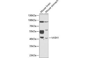 Western blot analysis of extracts of various cell lines, using V antibody (ABIN6128152, ABIN6150060, ABIN6150062 and ABIN6216248) at 1:1000 dilution. (VASH1 抗体  (AA 1-365))
