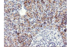Image no. 1 for anti-Snail Family Zinc Finger 2 (SNAI2) antibody (ABIN1500979) (SLUG 抗体)