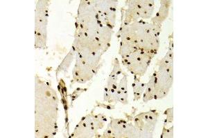Immunohistochemistry (Paraffin-embedded Sections) (IHC (p)) image for anti-Karyopherin (Importin) alpha 4 (KPNA4) (AA 1-240) antibody (ABIN3015855)