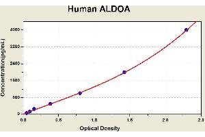 Diagramm of the ELISA kit to detect Human ALDOAwith the optical density on the x-axis and the concentration on the y-axis. (ALDOA ELISA 试剂盒)
