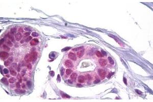 Anti-SSB antibody IHC staining of human breast. (SSB 抗体  (AA 341-390))