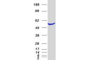 Western Blotting (WB) image for Suppressor of Fused Homolog (SUFUH) protein (Myc-DYKDDDDK Tag) (ABIN2732923)