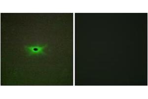 Immunofluorescence (IF) image for anti-Protein Kinase, AMP-Activated, gamma 2 Non-Catalytic Subunit (PRKAG2) (AA 1-50) antibody (ABIN2889791)