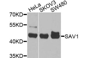 Western blot analysis of extracts of various cells, using SAV1 antibody. (SAV1 抗体)