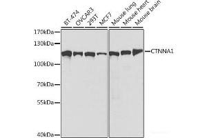Western blot analysis of extracts of various cell lines using CTNNA1 Polyclonal Antibody at dilution of 1:1000. (CTNNA1 抗体)