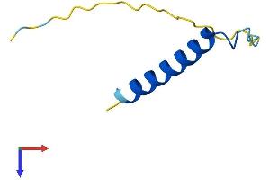 PCP4 Protein (AA 1-62) (Fc Tag)
