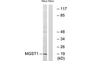 Western blot analysis of extracts from HeLa cells, using MGST1 Antibody. (MGST1 抗体  (AA 42-91))