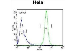 Flow cytometric analysis of Hela cells using K2C78 Antibody (Center) Cat. (Keratin 78 抗体  (Middle Region))